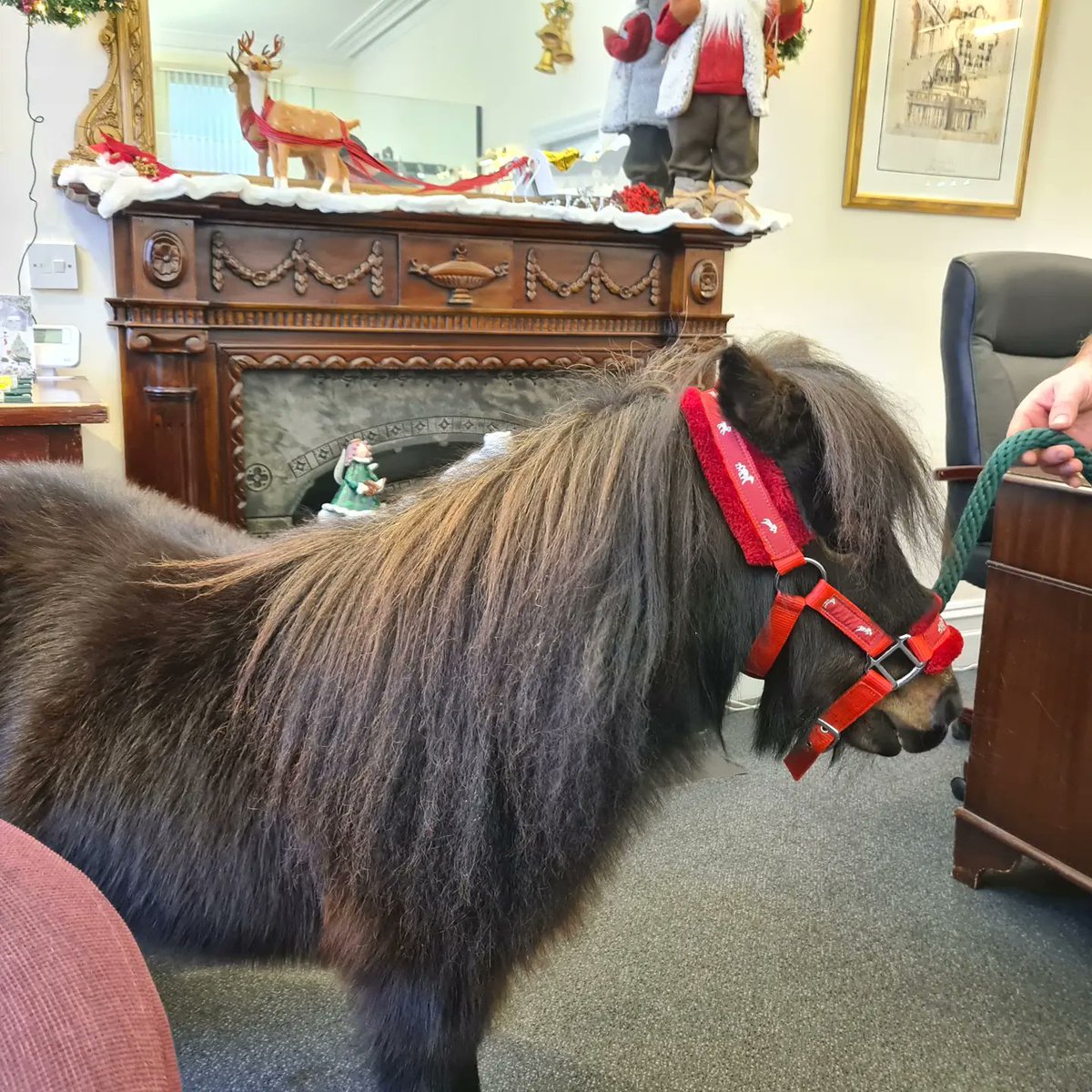 We had a lovely visit from #PatrickthePony yesterday ❤️🐴. For those who have not met Patrick, he's a beautiful miniature Shetland Pony undertaking equine therapy in the local community, which we have been proud to support. #therapypony #pony #torquay #torbay #communitypony