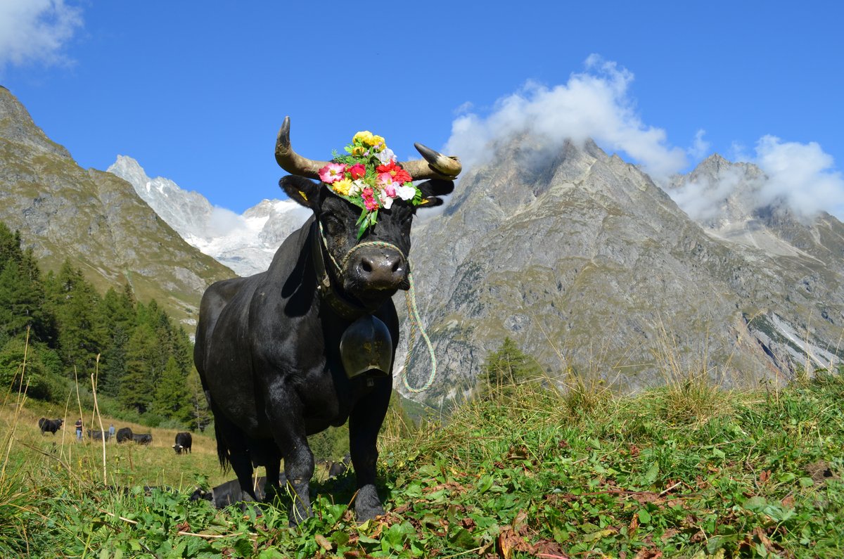 Participating in Désalpe de La Fouly in Switzerland was my 'Most Unique Travel Experience' this year. You'll find all my "travel awards" for 2021 right here... travelooney.wordpress.com/2021/12/21/bes…

#travelawards #bestintravel #desalpedelafouly #lafouly #valais #switzerland #travelblog