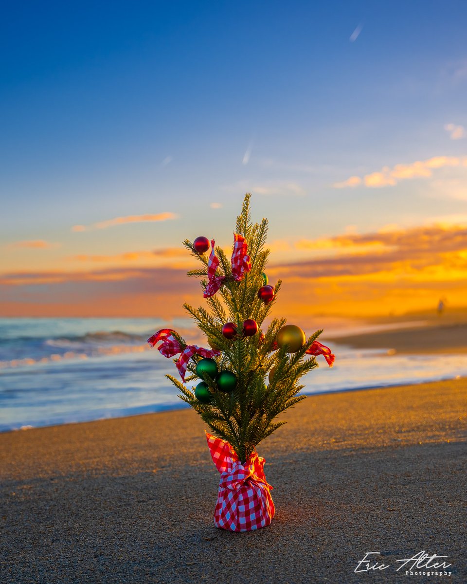 EricAlterPhoto's tweet photo. Merry Christmas from the beach. #christmastree #tropical #wrightsvillebeach #wilmingtonnc https://t.co/PYgYK3YuCA