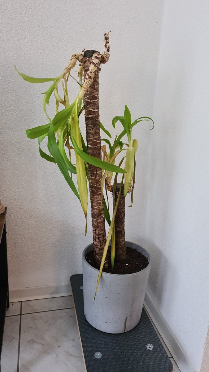 FranzKanns2's tweet photo. @IKEA @IKEA_Presse Is there any chance for a refund? Our friend 'Bob' (plant name) seems to have serious health problems. https://t.co/092OOKfYHf