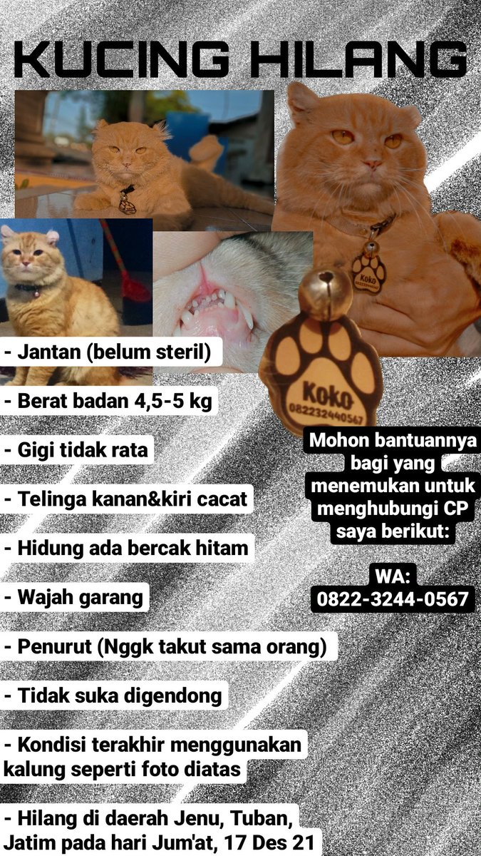 ManusiahPendek's tweet photo. Assalamu'alaikum, mohon bantuannya apabila ada yg melihat kucing saya dg ciri2 dibawah bisa menghubungi cp yg tertera, terkhusus untuk teman2 yg ada di Tuban.
Koko bukan hanya peliharaan, dia anak saya, keluarga saya. Mohon bantu doa+share ya temen-temen, terimakasih banyak 🙏 https://t.co/fFG7bDzWSR