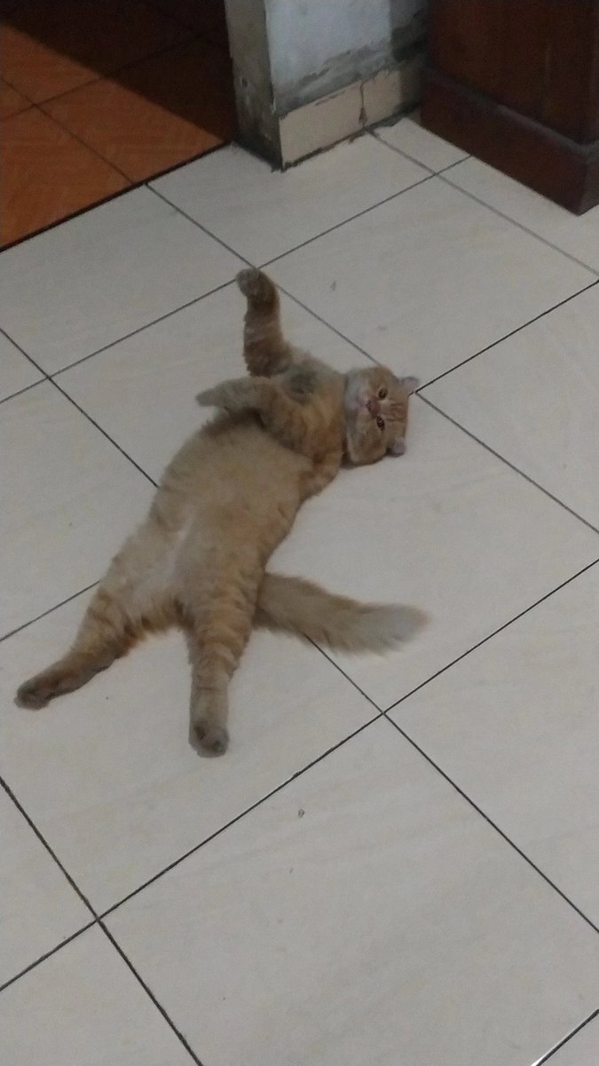 ManusiahPendek's tweet photo. Assalamu'alaikum, mohon bantuannya apabila ada yg melihat kucing saya dg ciri2 dibawah bisa menghubungi cp yg tertera, terkhusus untuk teman2 yg ada di Tuban.
Koko bukan hanya peliharaan, dia anak saya, keluarga saya. Mohon bantu doa+share ya temen-temen, terimakasih banyak 🙏 https://t.co/fFG7bDzWSR