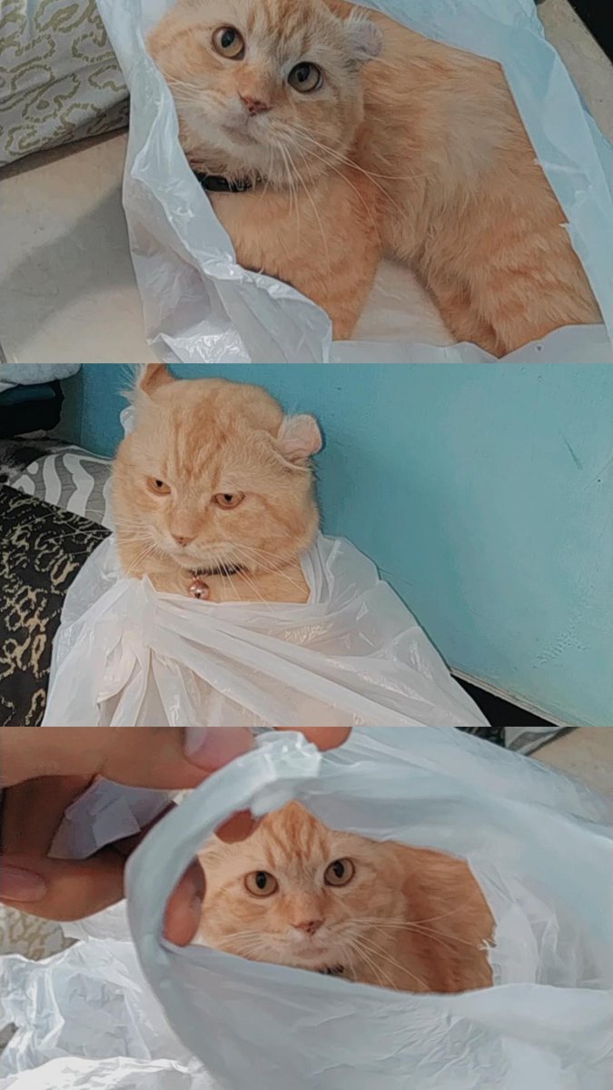 ManusiahPendek's tweet photo. Assalamu'alaikum, mohon bantuannya apabila ada yg melihat kucing saya dg ciri2 dibawah bisa menghubungi cp yg tertera, terkhusus untuk teman2 yg ada di Tuban.
Koko bukan hanya peliharaan, dia anak saya, keluarga saya. Mohon bantu doa+share ya temen-temen, terimakasih banyak 🙏 https://t.co/fFG7bDzWSR