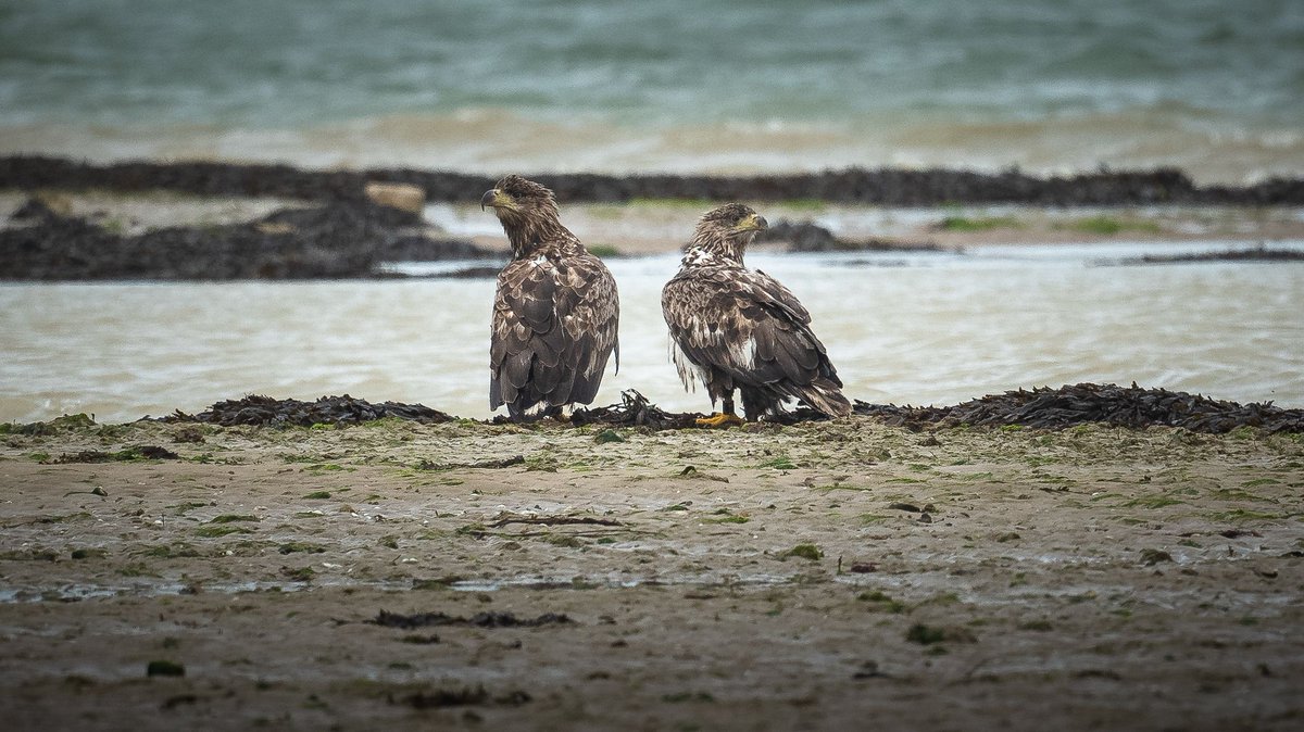 SeaEagleEngland's tweet photo. This year saw G274 and G324, both part of the first release of birds in 2019, appear to be forming a bond as a pair. With time, it’s possible they could become the first breeding pair in southern England for 240years. 

📷 Credit @AinsleyIOW 

@RoyDennisWF @ForestryEngland https://t.co/SY59ipzvfd