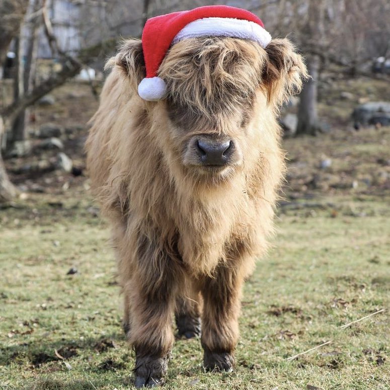 CowoftheDay1's tweet photo. 🎄 BONUS CHRISTMAS COW 🎄
🐮 Ronan 
🏷 Instagram/yorkieacresfarm https://t.co/SEooRXqeVa