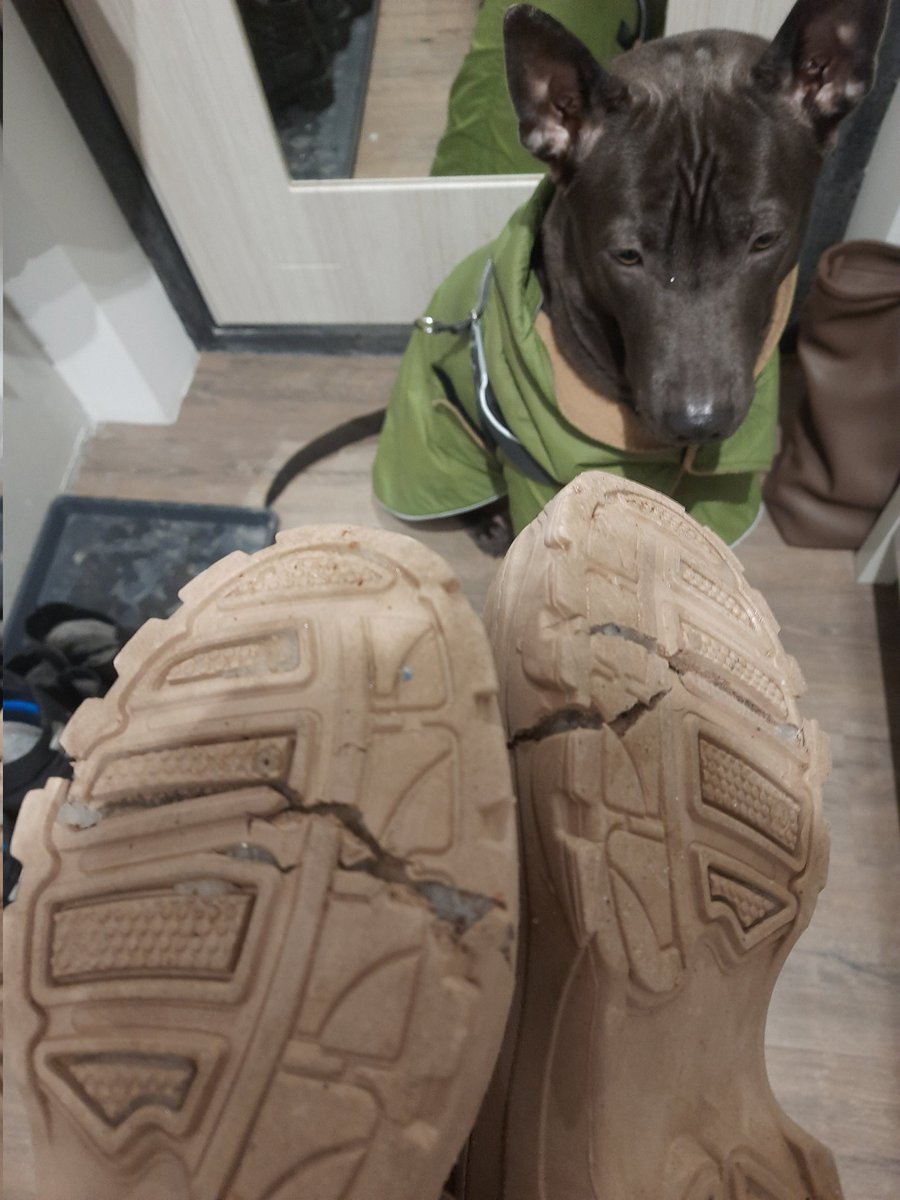 Купила ботинки с собачкой гулять, спустя неделю подошва треснула
Лучше б сгрыз, не так обидно было