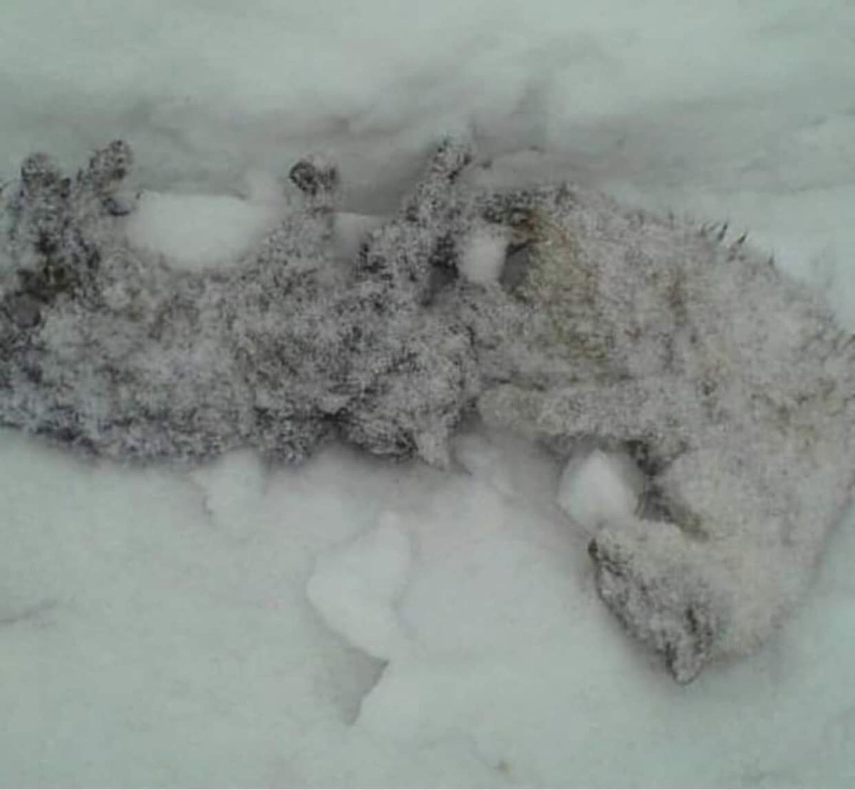 Замерзший сугроб. Замерзшие котята в снегу. Замерзшие зимой животные.