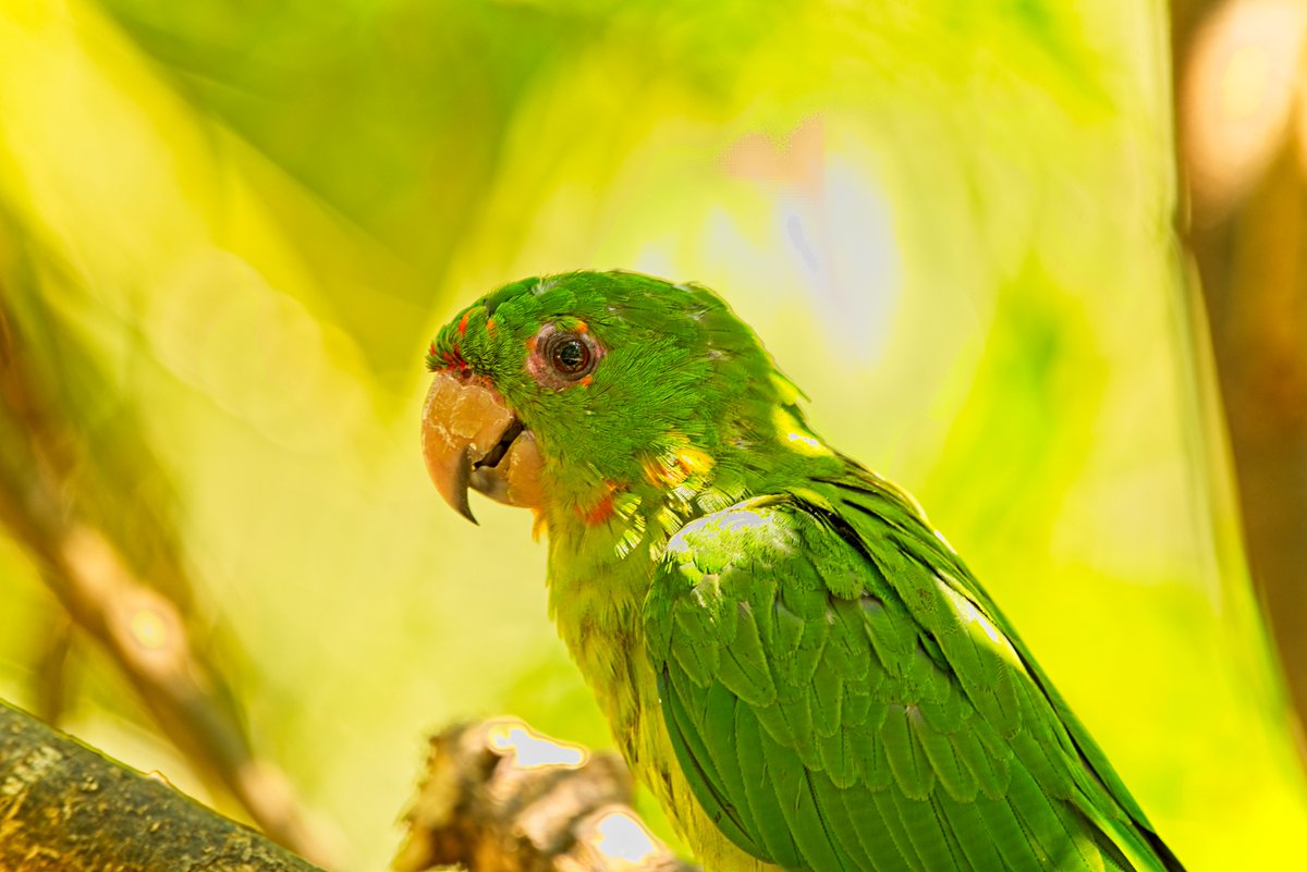 Se estima que por cada loro que llega al mercado negro, al menos siete mueren en el proceso de captura y transporte ilegal.

#ProtecciónDeLoros #NoresteAmbiental #EnArmoníaConLaNaturaleza