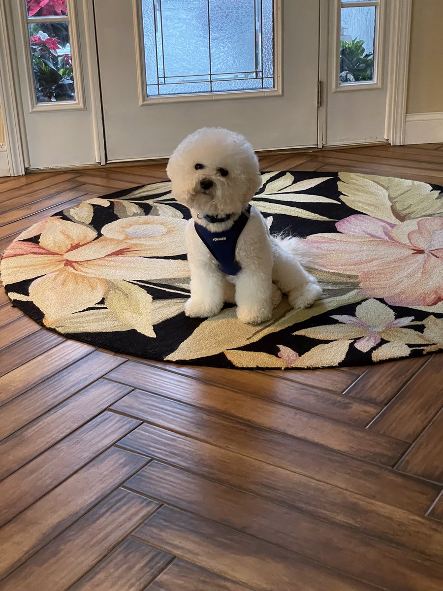 pmgross1's tweet photo. @DanaPerino Good morning sweet Percy. Christmas is only two days away so make sure to give your parents lots of love.  That’s my plan.  Since I just turned two, I know lots of surprises await… would love to meet u!
My Mom says I could show you all the tricks of the trade. love…Blue. https://t.co/7oXiIqiPkJ