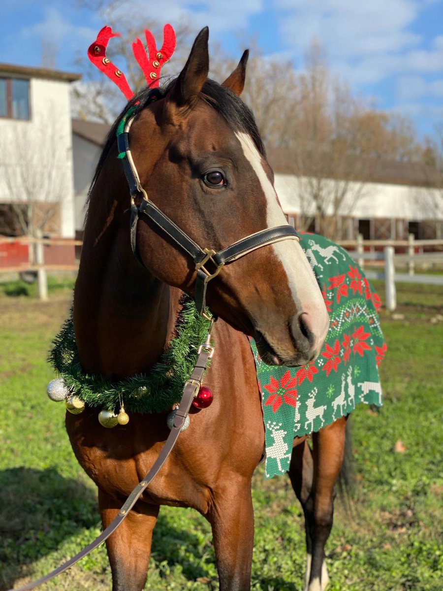 Yeni yılın gelişine bakıyordur….

Hasafet 🧿 2022

📸 by <a href="/zzzzr_h/">Zarina Khakimullina</a> 

<a href="/orionhakki/">Hakki Yazici</a> <a href="/turnamehmett/">Mehmet</a> <a href="/HasafetStallion/">Hasafet by Youmzain</a> <a href="/cebemed/">HAKKI ÖZYURTERİ</a> <a href="/ErkuOz/">Erkutay Özyurteri</a> <a href="/OzyurteriAyse/">Ayşe ÖZYURTERİ</a>