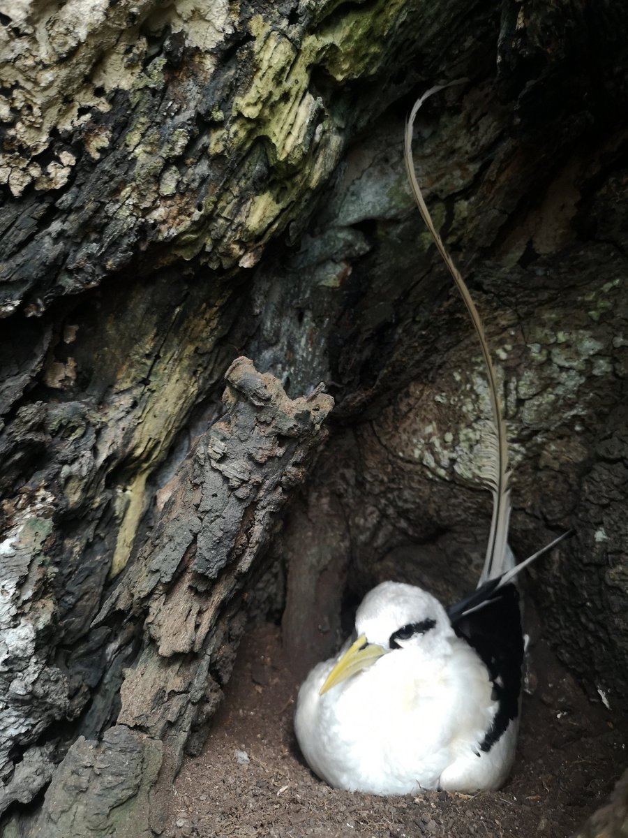 3 days looking for white-tailed #tropicbirds in the ilheu Boné do Joquei (or Caroço) gave us exhiguous results (only 3 accessible nests) but we could enjoy from an espectacular tropical islet and views of tropicbirds flying around the  crazy cliffs of the islet <a href="/ninamarinarocha/">Nina da Rocha</a>