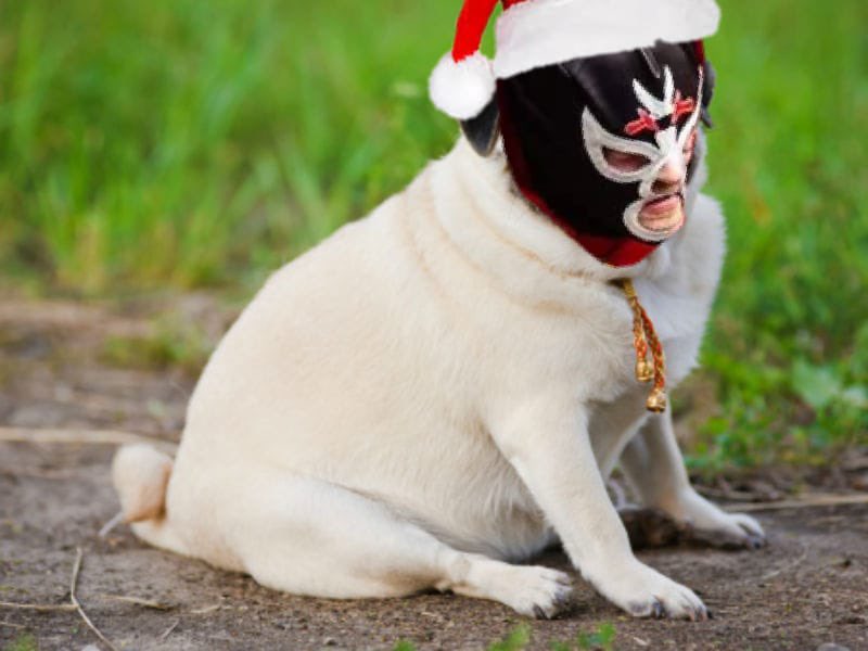 Is a mistake for Jose to have 2nd box of pedigree chum. #Christmas #dog #mexico #fun #Santa