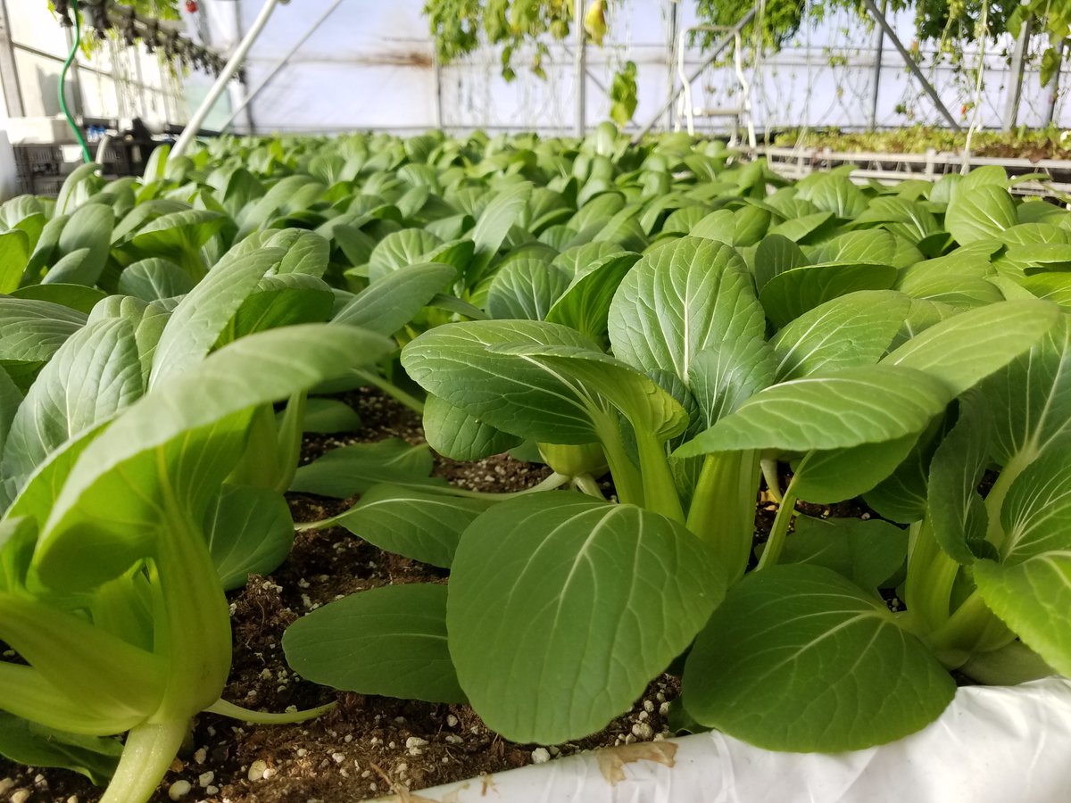 SuperiorSeasons's tweet photo. Did you forget someone?  Would they like some fresh vegetables from our greenhouse this winter? How about a gift certificate from our online store! https://t.co/QgC0phQ5Iu. Need to see us in person?  The farm store is open in @goodscomarket today AND TOMORROW. https://t.co/TAu9WIA7oq