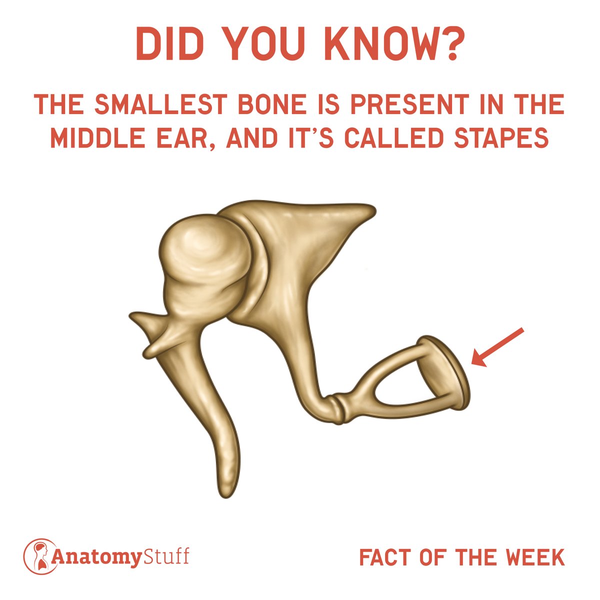 The smallest bone is present in the middle ear, and it is called stapes. Its size is 3mm×2.5mm. 
#AnatomyStuff #anatomy #bonesinthebody #anatomyfacts