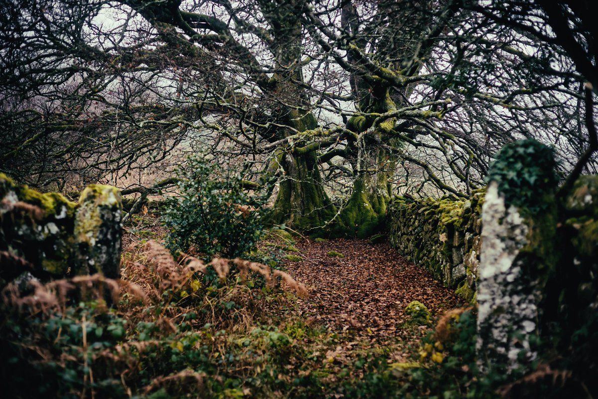 GlavindStrachan's tweet photo. One of the little #countrylanes close to #ShilleyPool near #Throwleigh on #Dartmoor the other day 😍 Met up with some friends and they showed us a few hidden gems #DartmoorTrees #LoveDartmoor #DartmoorPhotography #PhotoOfTheDay https://t.co/zU8QXCdPwM