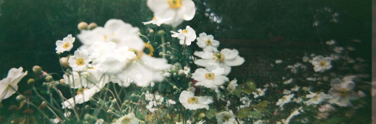 lomography's tweet photo. UK-based Elzi Boba tested out the #HydroChrome Sutton's Panoramic Belair Camera and filled its unique lens with rosehip tea for a floral-themed photoshoot. 🌼
See more photos here: https://t.co/A7VZYu7uP3 https://t.co/DFCzbt4YVY