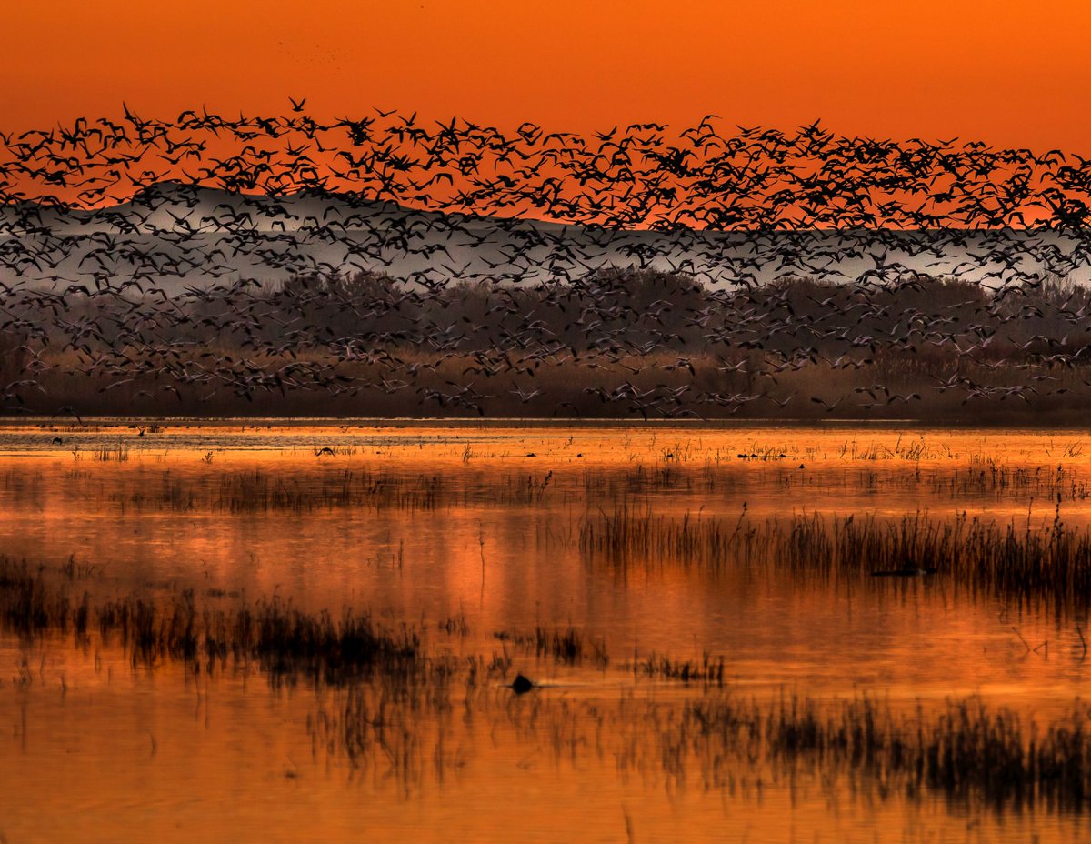 USFWSRefuges's tweet photo. Get ready for a wonderful new year of bird festivals at national #WildlifeRefuges.
https://t.co/o2iAFvd52W
๐ทDoreen Lawrence/Share the Experience 2018 https://t.co/tH0DNivG1T