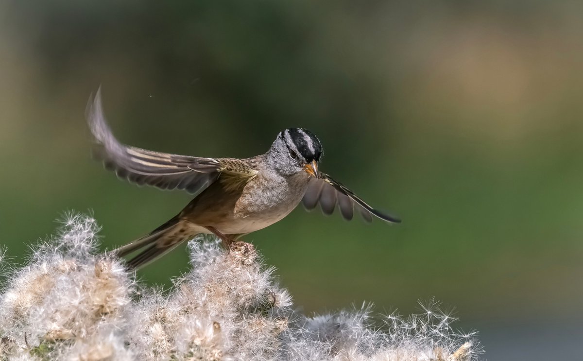 A white-crowned sparrow attempting to balance. Photographed by Robert Ho in San Francisco, CA. #birding #birders #birdphotography #birds #birdwatching #wildlife #wildlifephotography