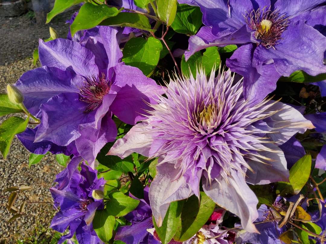 TyCamlad's tweet photo. #Day23 Happy Christmas Eve Eve &amp; thoughts of high Summer to combat any malingering winter blues #roses #clematis #foxgloves #sweetwilliams May your tinsel garlands, trees &amp; paperchains bring you joy in winter as you adorn your homes and hunker down
Warmest wishes ❄ ☀ ❤️ https://t.co/6uwuBj1cX7