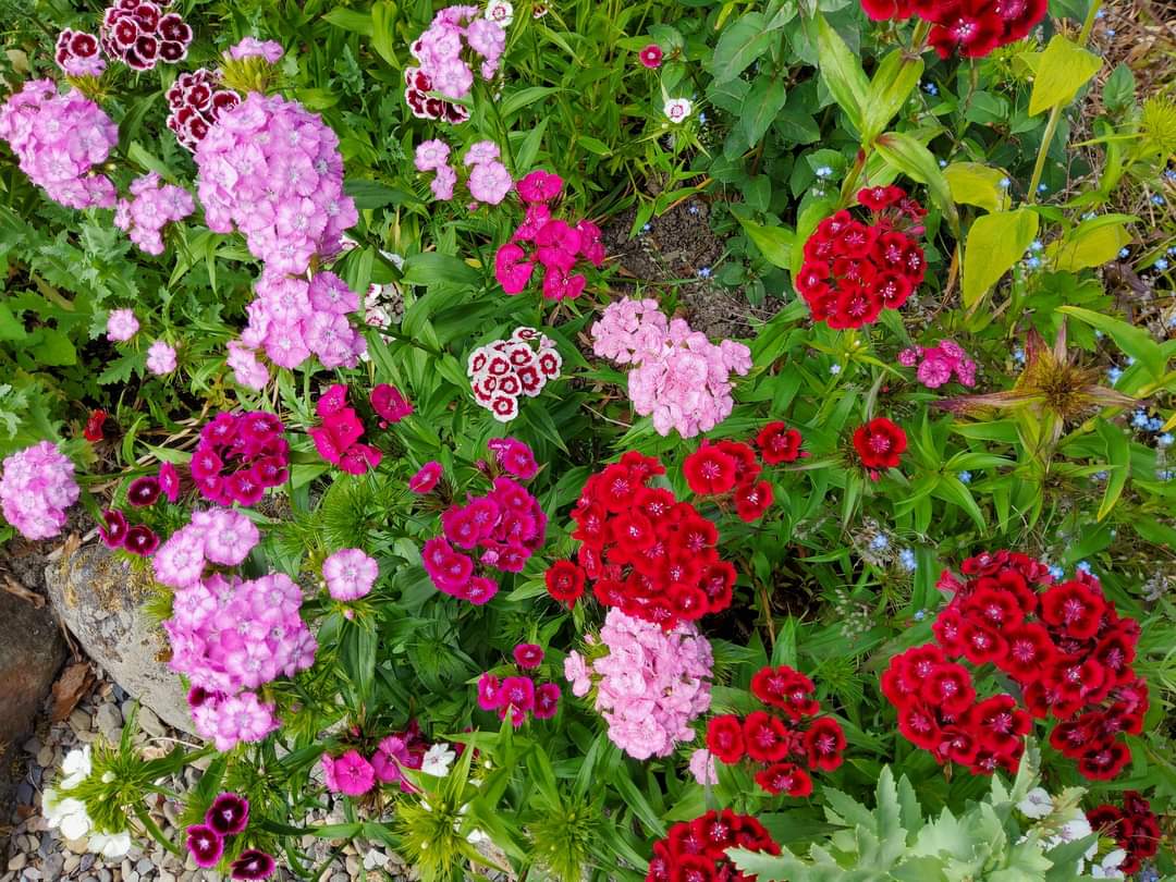 TyCamlad's tweet photo. #Day23 Happy Christmas Eve Eve &amp; thoughts of high Summer to combat any malingering winter blues #roses #clematis #foxgloves #sweetwilliams May your tinsel garlands, trees &amp; paperchains bring you joy in winter as you adorn your homes and hunker down
Warmest wishes ❄ ☀ ❤️ https://t.co/6uwuBj1cX7