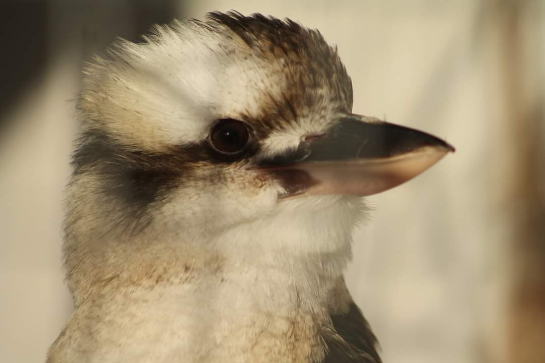 It's Christmas Eve's Eve! Want to get one last wildlife park fix before Christmas? We're open tomorrow from 10:00AM to 15:00PM, last entry 14:00PM!