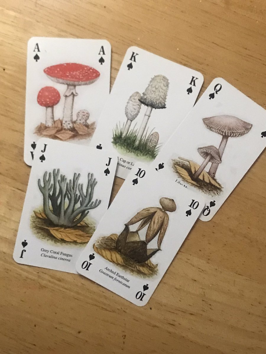 boletebill's tweet photo. My straight flush beats your four morels every day#mycology #fungi#mushrooms https://t.co/ltMpcNkgVp