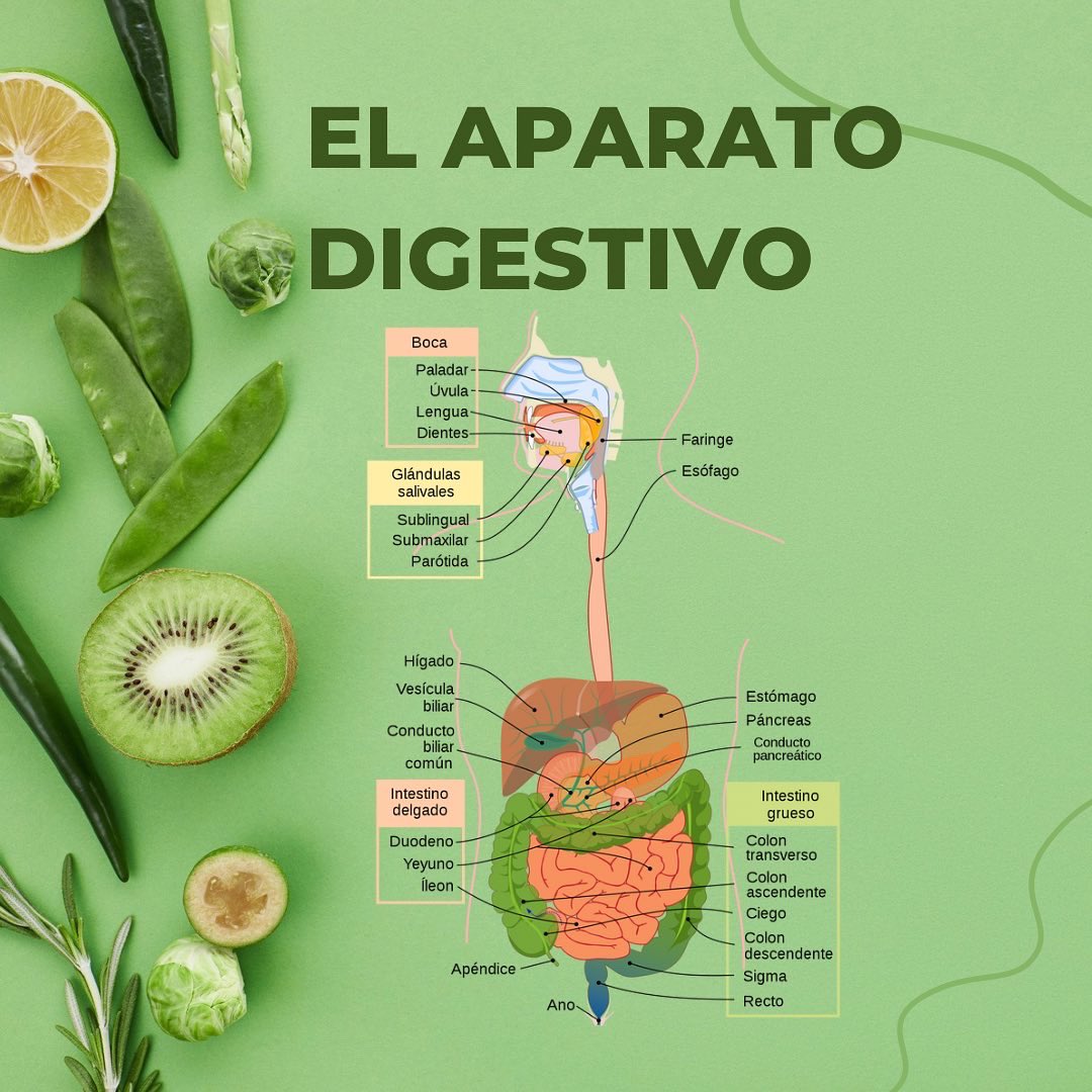EducacioF's tweet photo. Esta semana os hablaremos de la alimentación saludable. 

¿Sabéis las diferencias entre la alimentación y la nutrición? ➡️ Desliza y las descubrirás 

También encontraréis el aparato digestivo, con todo sus órganos que hacen el proceso de nutrición se lleve a cabo. 

Salud! 💪🏽 https://t.co/mJKictpR60