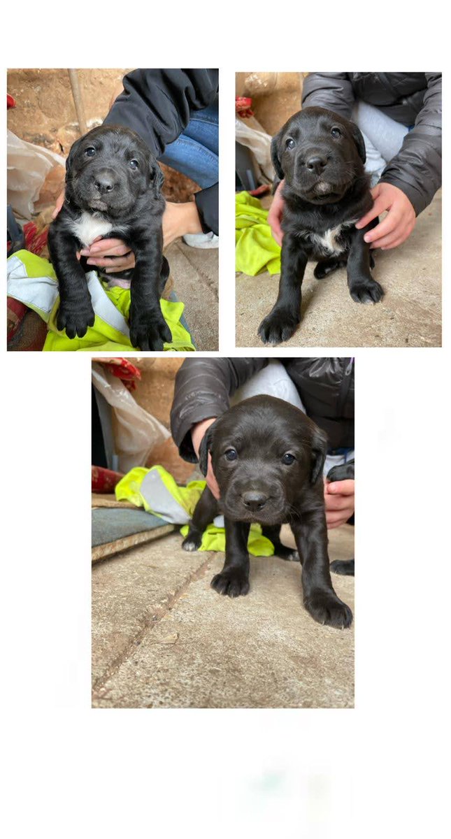 maria_220612's tweet photo. ‼️ Se regalan cachorros en Burgos y alrededores ‼️ https://t.co/xUMAeeAkuJ
