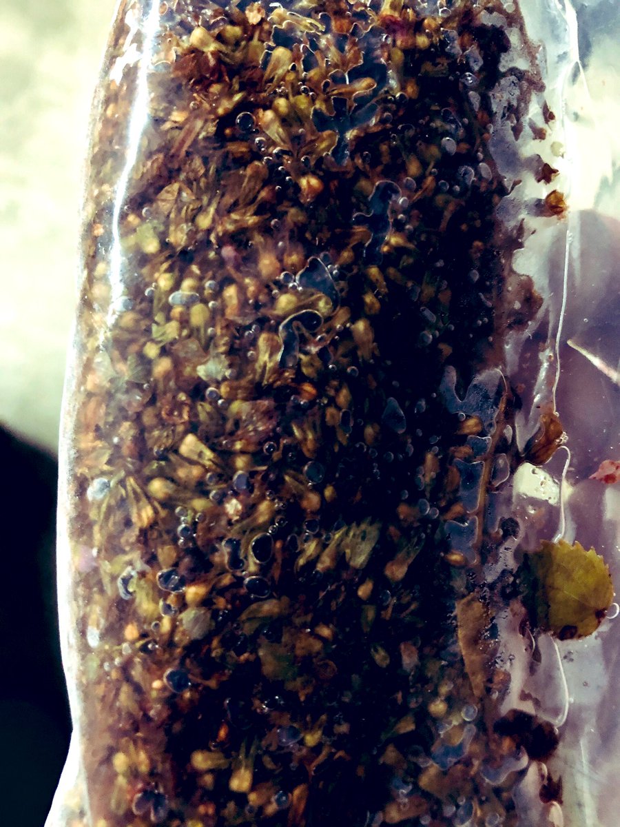 p_pxxx's tweet photo. #Ppxvegetable
紫蘇の実を沢山収穫していた
沢山 梅酢漬けにしていた
食べよう🍚
#Ppxkitchen #Ppxresort https://t.co/WGgpTcEdZa
