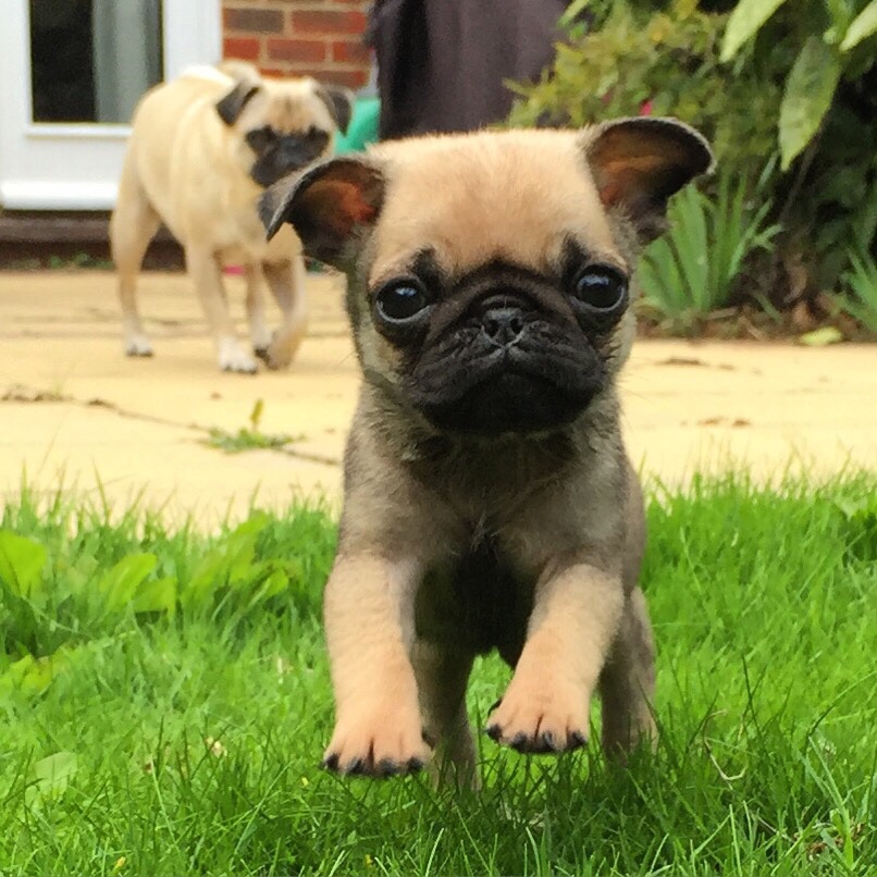 pugs_bot's tweet photo. https://t.co/4Z1hLMf0xQ