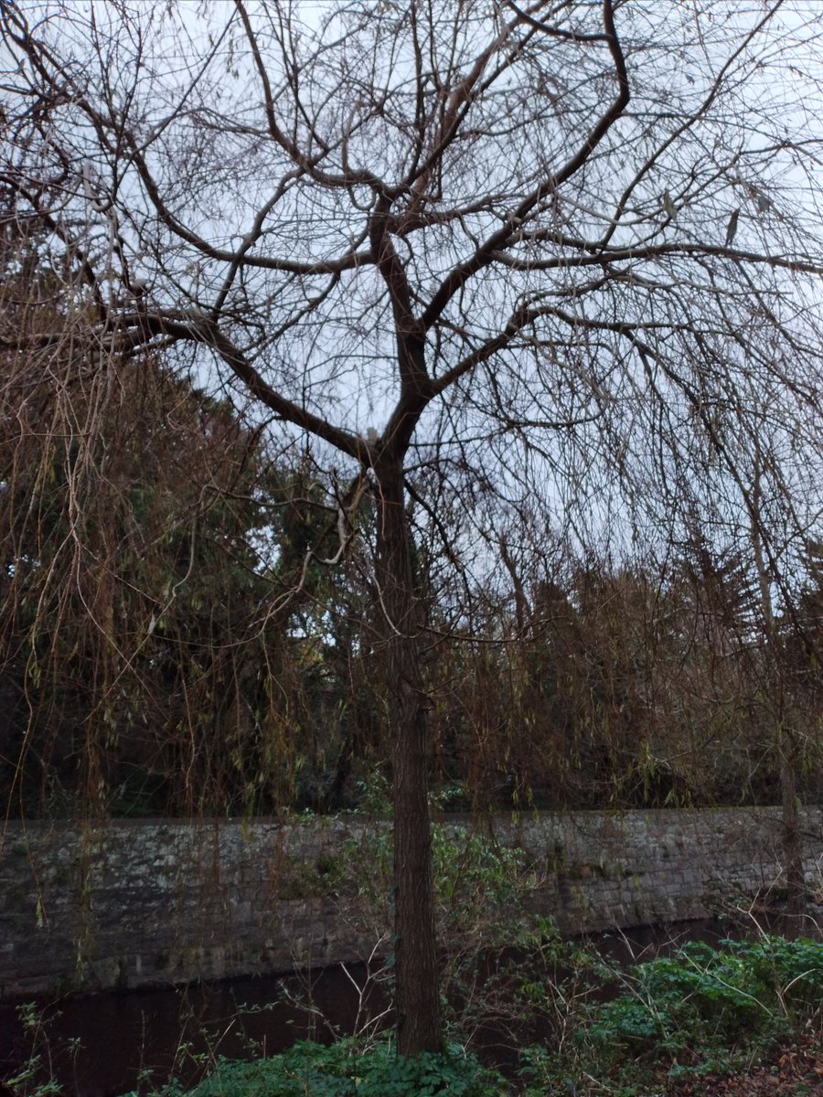 ElizabethMerry1's tweet photo. Yesterday along the Dodder river in Dublin. A dull, gloomy day with constant drizzle. The trees were bare and stark. The river was quiet, barely moving along. I had a lovely walk.
#dodderriver #dublin6 #trees #winter #river #Riverside #riversedge #riverbank #walking #riverwalks https://t.co/baxScimB6C