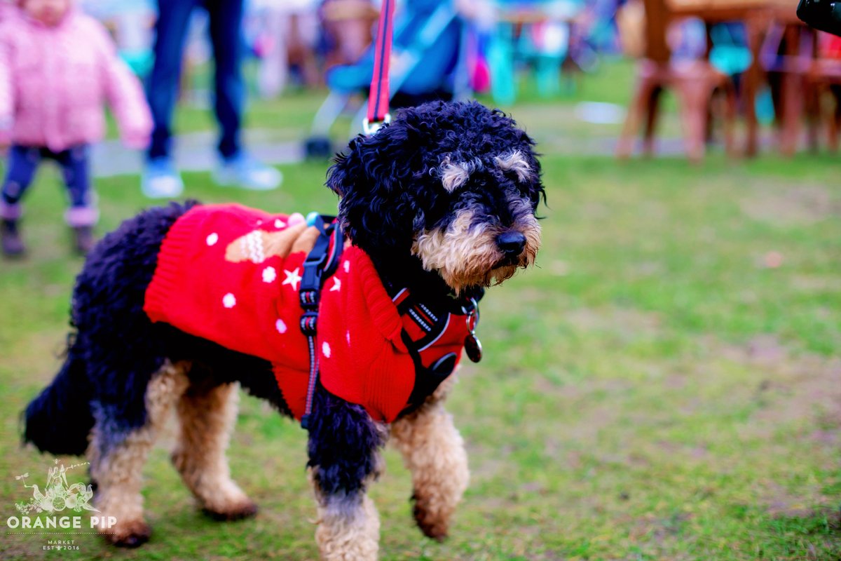 OrangePipMarket's tweet photo. 🐶 Would it really be a Pipmas without some Pip pooches? 🐶 There truly were some outstanding festive jumpers going on 🎅🎅🎅 and here's a few more photos for you to enjoy 👇 https://t.co/nJI8vrP0ed