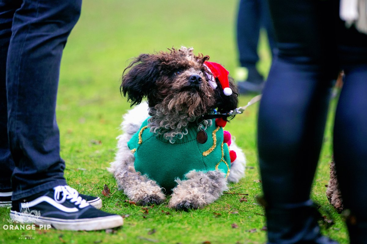 OrangePipMarket's tweet photo. 🐶 Would it really be a Pipmas without some Pip pooches? 🐶 There truly were some outstanding festive jumpers going on 🎅🎅🎅 and here's a few more photos for you to enjoy 👇 https://t.co/nJI8vrP0ed