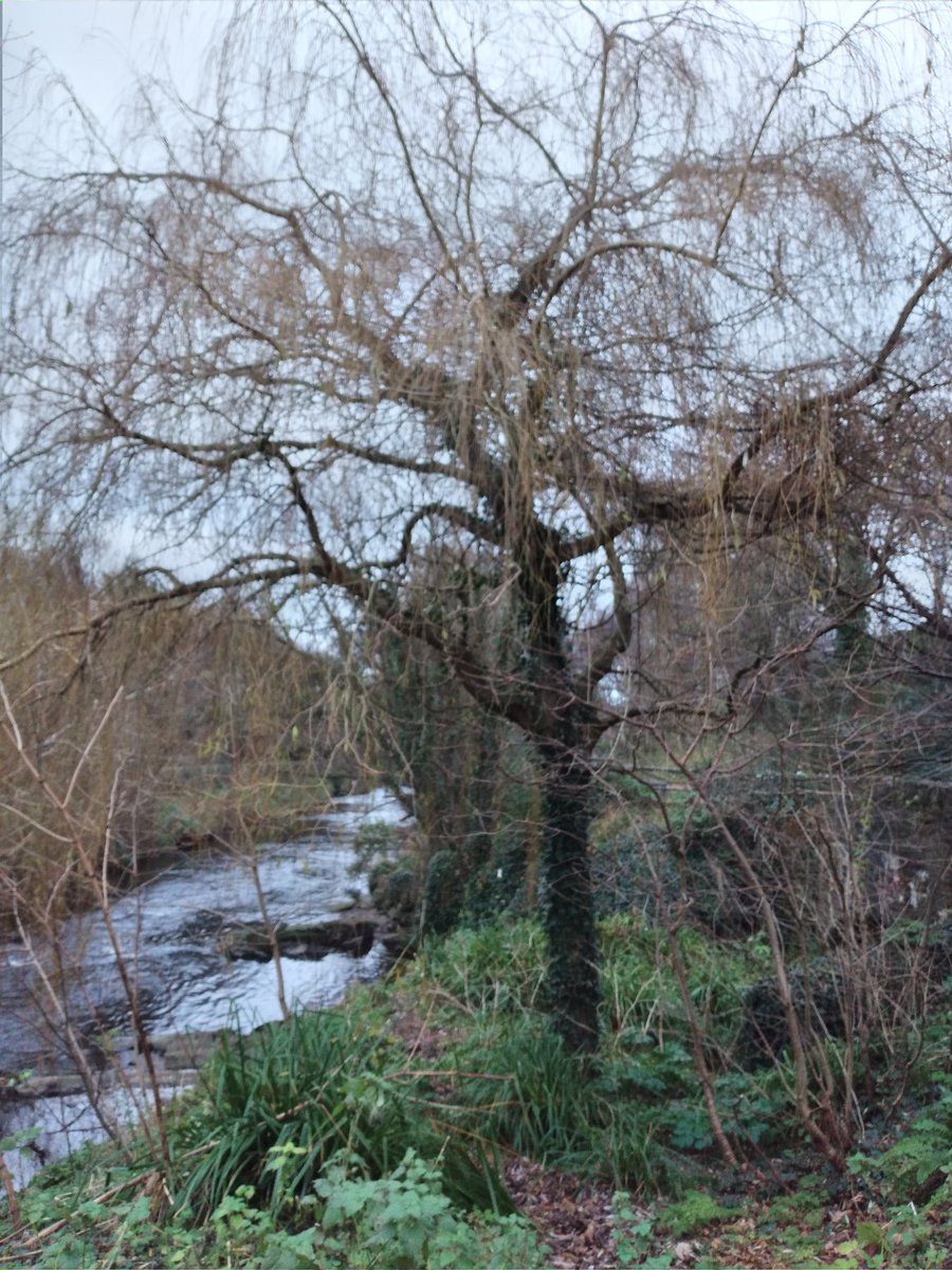 ElizabethMerry1's tweet photo. Yesterday along the Dodder river in Dublin. A dull, gloomy day with constant drizzle. The trees were bare and stark. The river was quiet, barely moving along. I had a lovely walk.
#dodderriver #dublin6 #trees #winter #river #Riverside #riversedge #riverbank #walking #riverwalks https://t.co/baxScimB6C