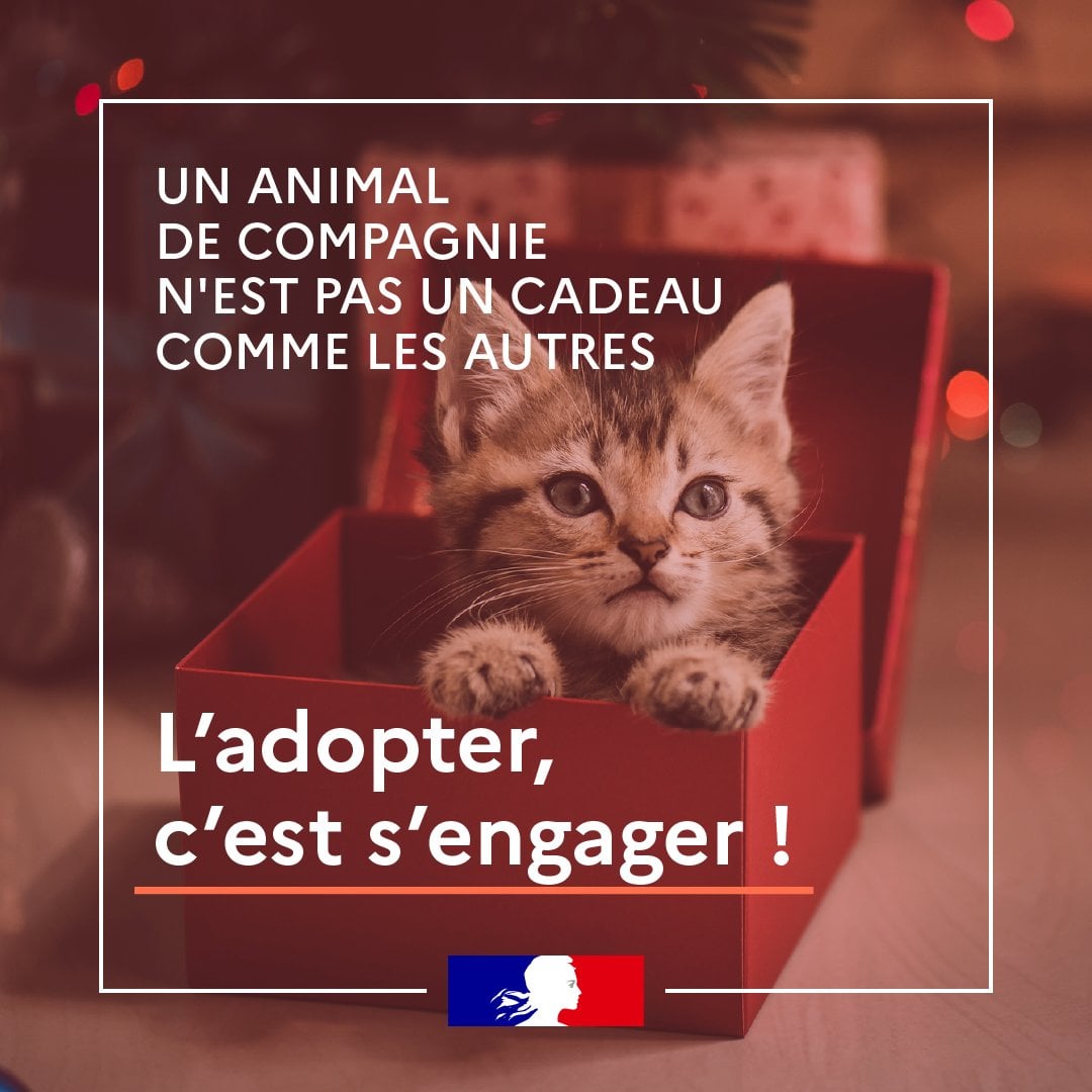 Prefet77's tweet photo. #StopAbandon 🐶🐱
Offrir un animal de compagnie à #Noël ne se décide pas sur un coup de tête. L'adopter, c'est s'engager à prendre soin de lui toute sa vie ! 
Ce qu'il faut savoir avant d'acquérir ou d'offrir un animal de compagnie 👉https://t.co/kQWsniHu7o https://t.co/3FtHt98X39