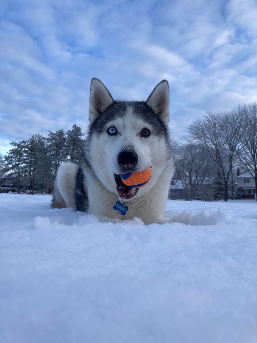 We hope you can be like #dogsquad member Ricky and get out and enjoy some winter fun! Happy holidays. 🐾