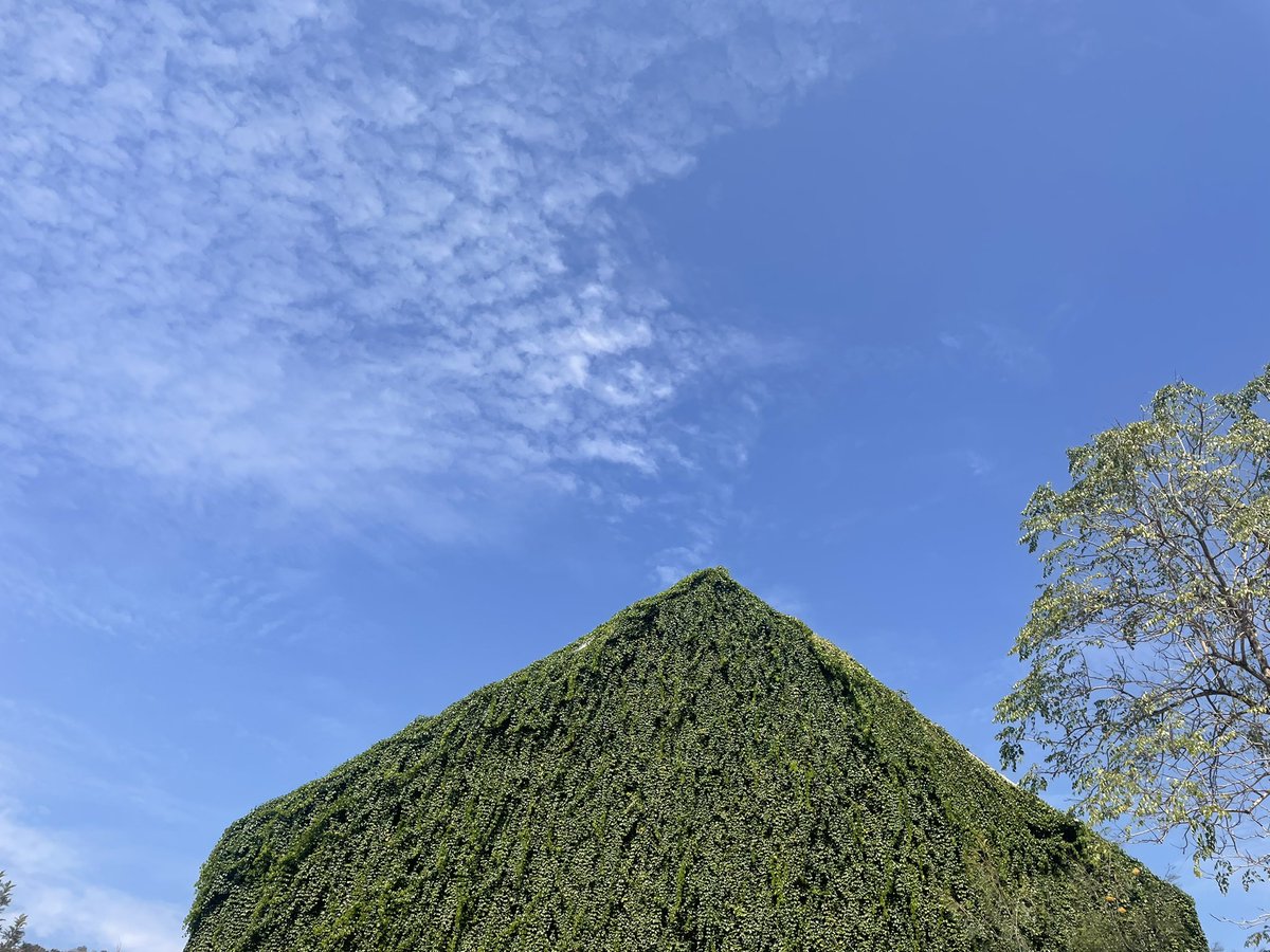 ornthree's tweet photo. Khao Yai - Photo dump 💙 https://t.co/MhWPZoXY2s
