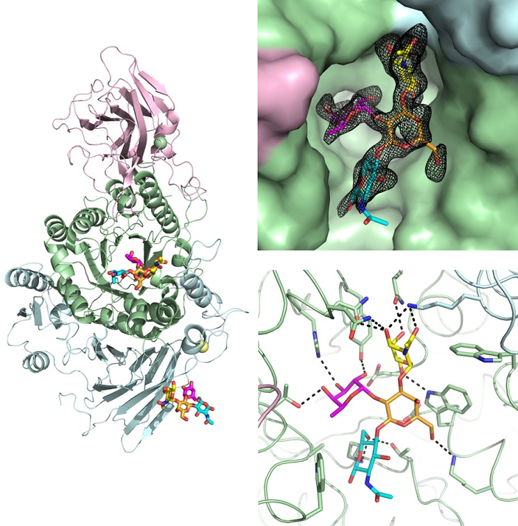 PLOSBiology's tweet photo. The human gut #symbiont Ruminococcus gnavus has an enzyme (RgGH98) that cleaves #BloodGroup A tetrasaccharide, releasing BgA #trisaccharide from mucins and allowing the #bacterium to colonise a specific nutritional niche in the human gut #PLOSBiology https://t.co/QSJQXZ7gcB https://t.co/exg7R4EeDQ