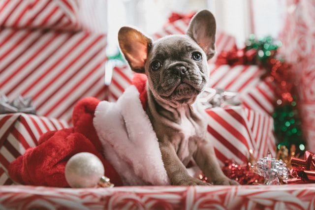 Ho Ho Ho dear. In the UK 40% of Bulldogs, 50% of French Bulldogs and 60% of Pugs have airway disease that has an impact on their quality of life. But 60% of owners of affected dogs don’t think their pets have a problem. Great flat-faced feature in today’s <a href="/BritishVets/">BritishVets</a> In Practice