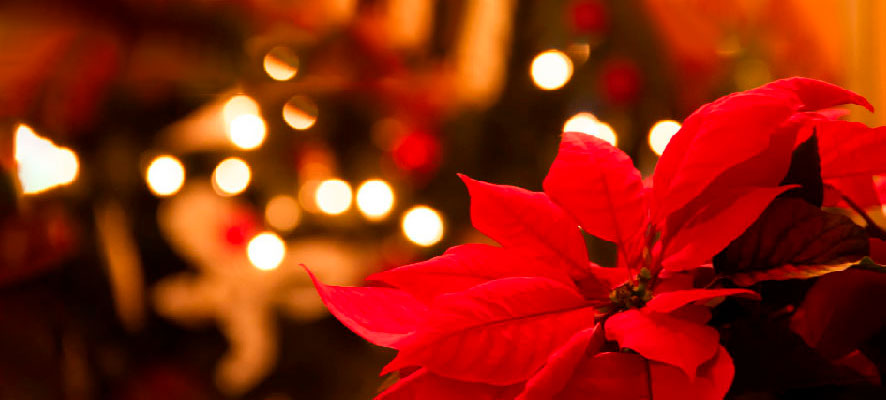 matabisprayers's tweet photo. ¿Sabías que la tradicional Poinsettia de Navidades está inspirada en un cuento popular mexicano sobre una niña llamada Pepita?

Descúbrelo hoy en el BLOG: https://t.co/3LIYkVOptt

#poinsettia #Navidades #flordepascua #Matabi https://t.co/d2rgIVizQB