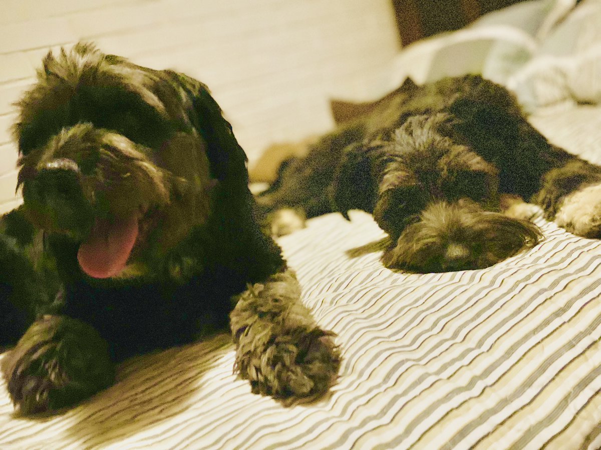 ValerSole's tweet photo. @BrownieBoric Chispita y Leon saludan a todos estos seres maravillosos que llegan a llenar nuestro corazón de puro amor 🥰 🐕‍🦺🐾🐕‍🦺🐾 https://t.co/xksBhtGBjk