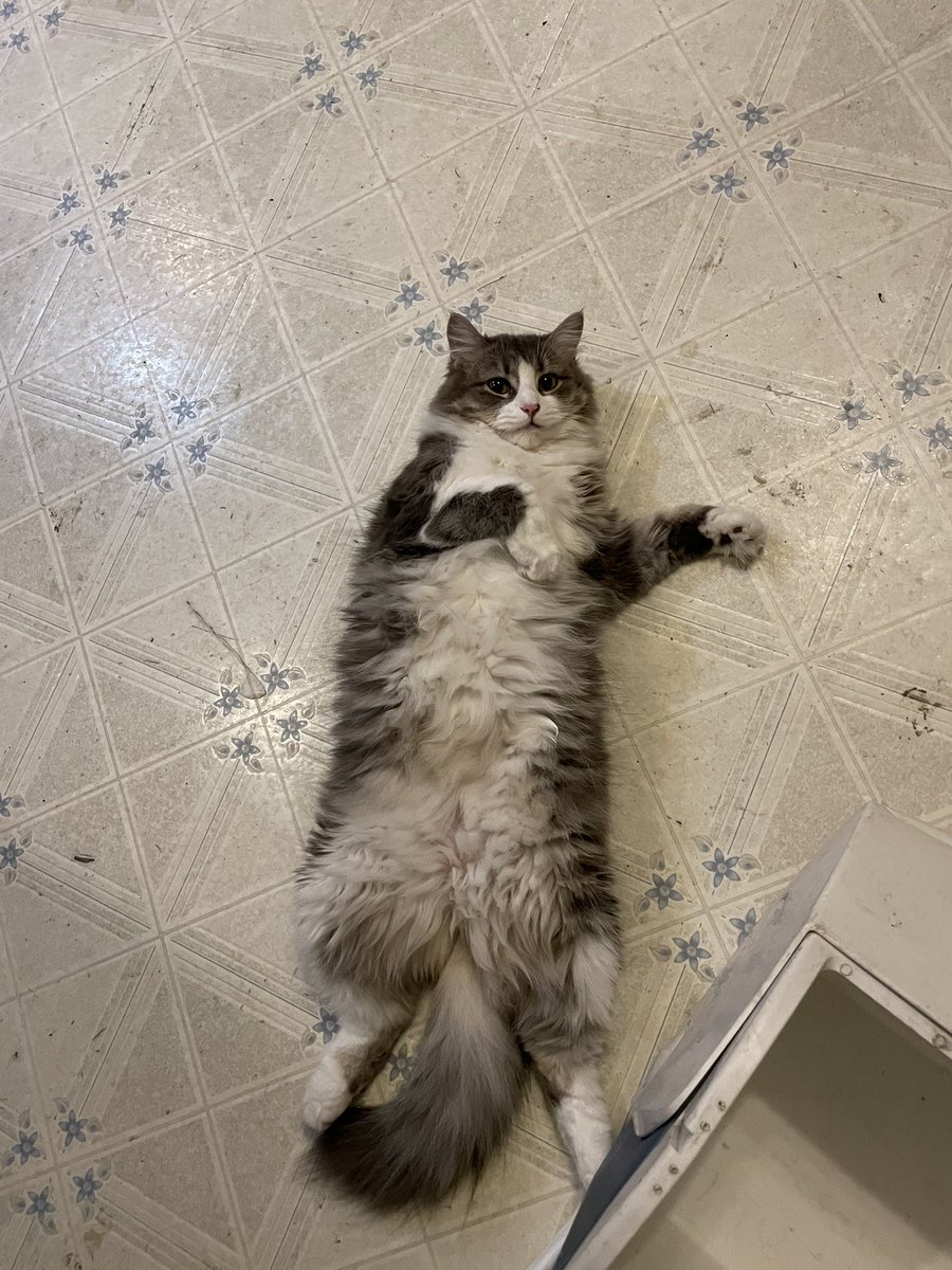 CartCatt's tweet photo. @iamjakehill Nova 🥰 https://t.co/R5G5hrvixk