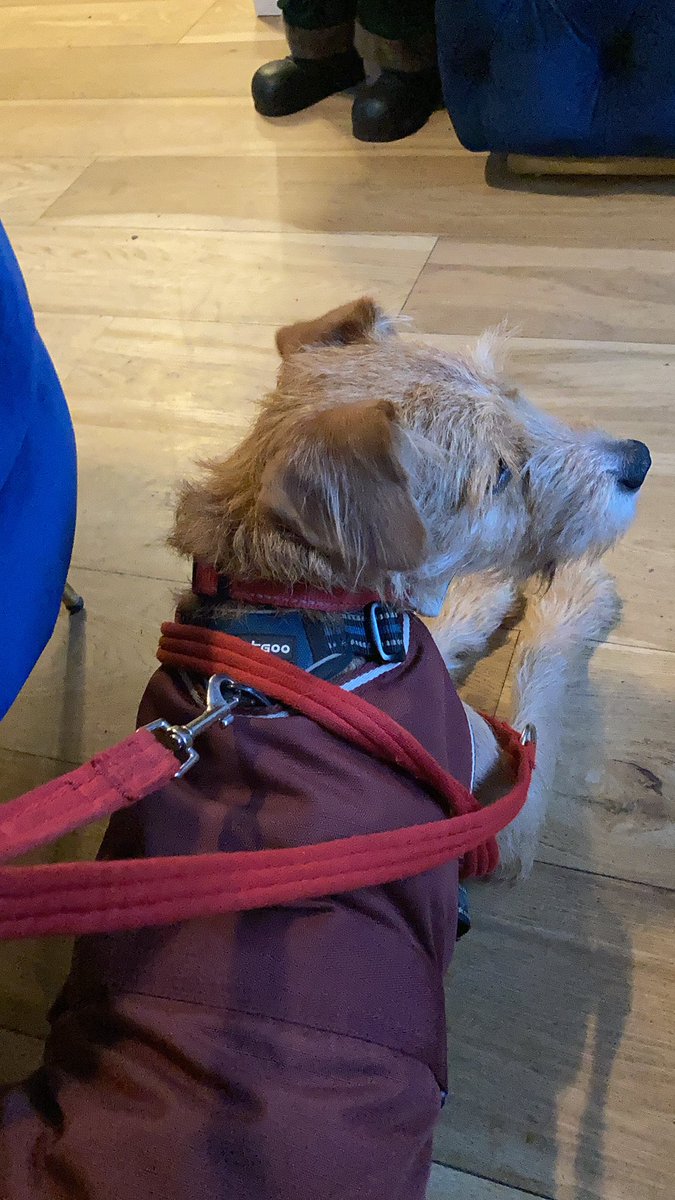 mawkit's tweet photo. Rex has dragged me to The Plough https://t.co/hu6Rwfplqh