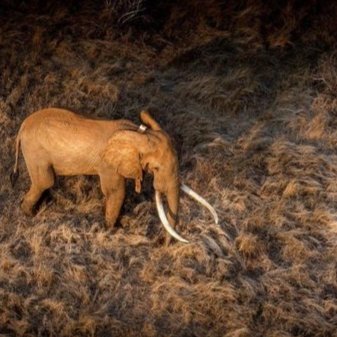 CitysFElephants's tweet photo. Rest in Peace 🖤 Wide Satao 🖤

Tsavo Trust has announced with great sadness that one of Tsavo’s super tuskers, known as ‘Wide Satao’, has died of natural causes.

https://t.co/Ql0iFEa8ky https://t.co/YhHr07gqrD