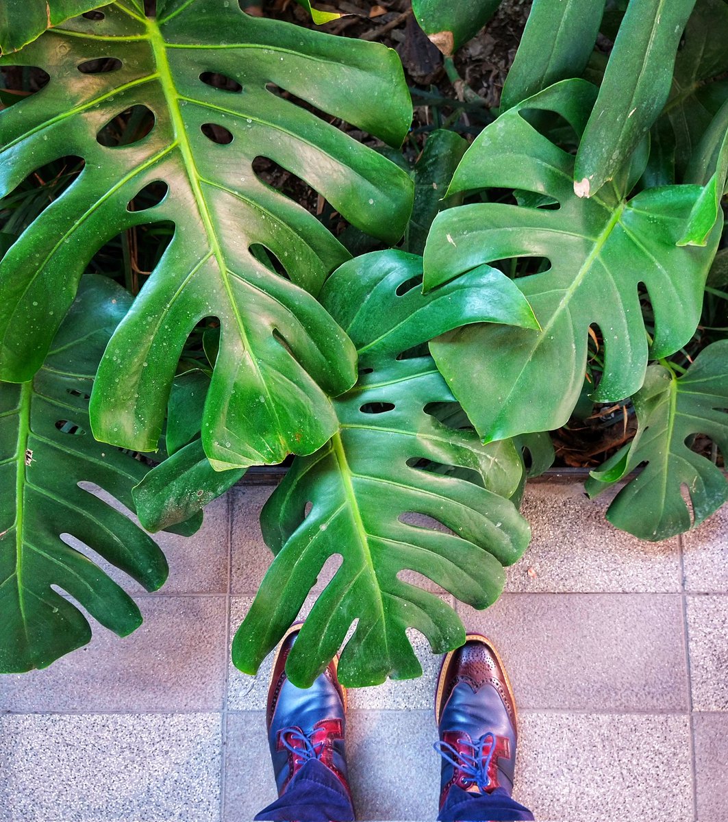 GoMartym's tweet photo. Mi favorita del 2021🌱💚 ¿Cuál es la tuya? https://t.co/sfoAVygmKH