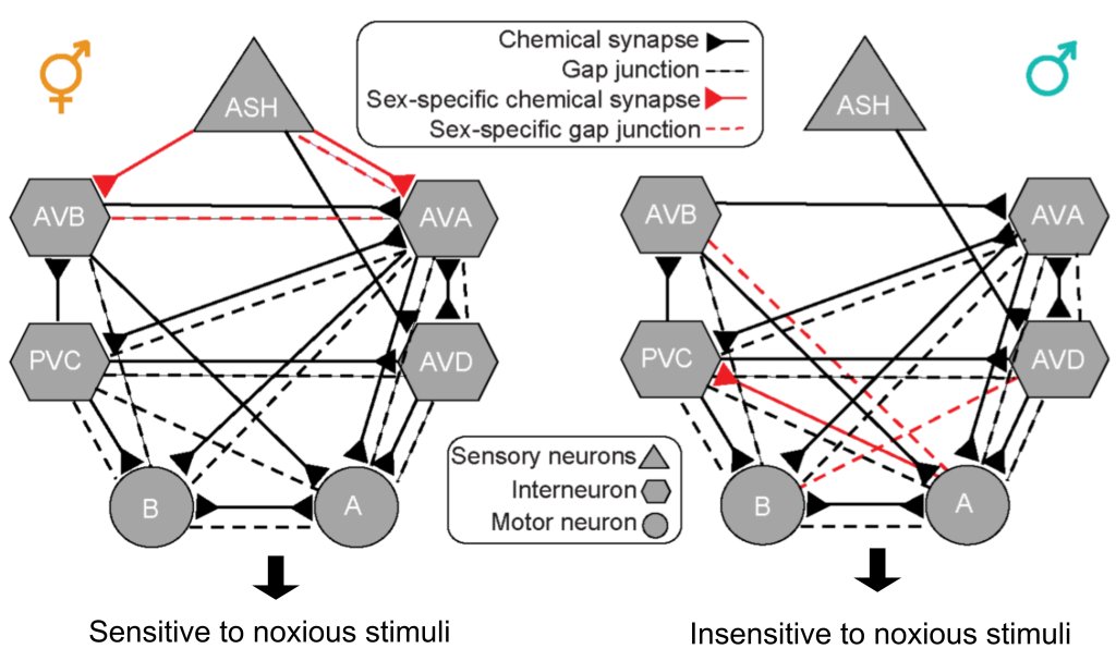 preLights's tweet photo. Rewiring a single synaptic connection reprograms a sexually dimorphic behavior in C. elegans. @EthanEwe highlights exciting work by @LadaPechuk, @gal_goldman,  Yehuda Salzberg, and colleagues led by @EladSchneidman and @MeitalOren https://t.co/9rVksNVJ2B