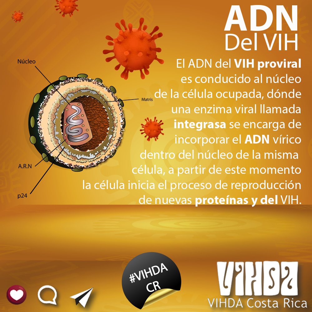 VIHDACR's tweet photo. El #ADN del #VIH #proviral, es conducido al núcleo de la célula ocupada, donde una enzima viral llamada #integrasa, se encarga de incorporar el ADN vírico dentro del propio ADN de la célula, a partir de este momento es cuando la célula produce nuevas #proteínas también producirá https://t.co/jvK6d9KTKS