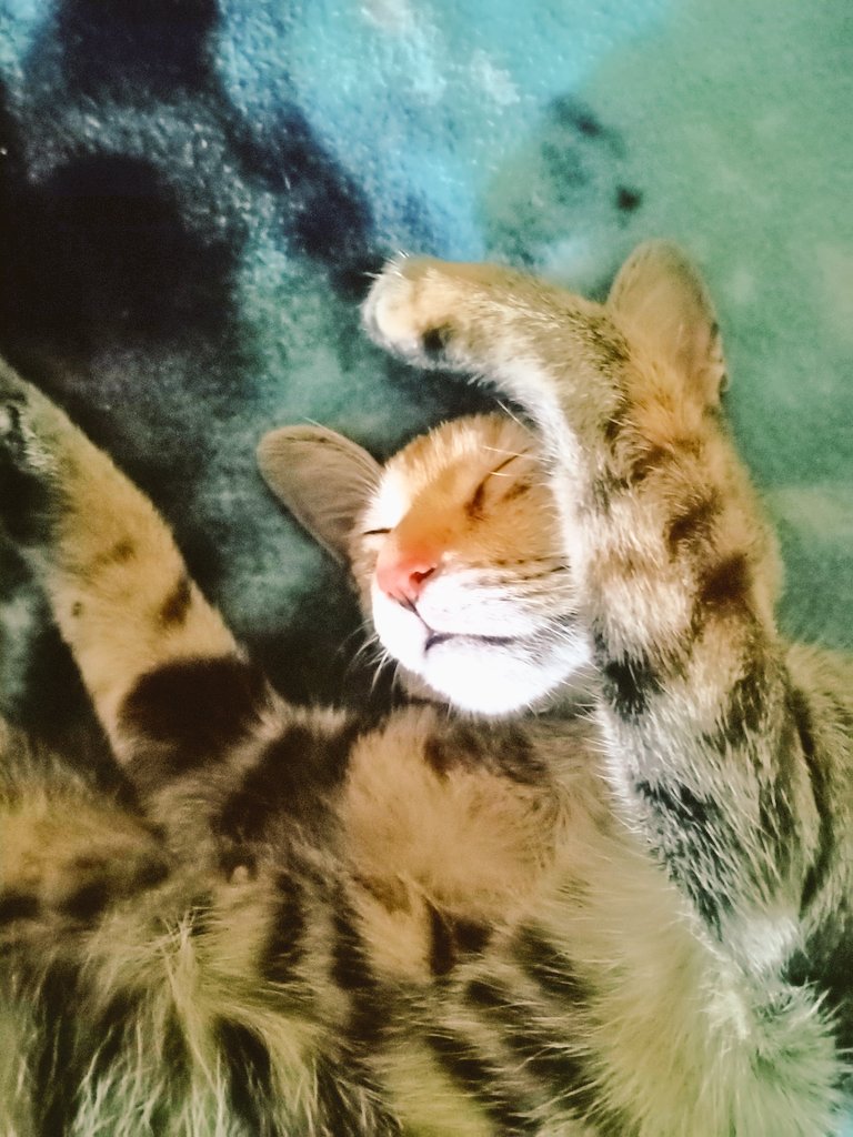 michaelgeralt's tweet photo. Di jud magamit ang iyang own bed kay mutapad or sa tiilan matulog 😽🧡 https://t.co/iES8P8Vus6