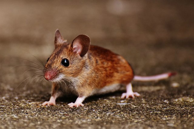 dipanwita_d's tweet photo. The protein #Clusterin and its effect on the #ComplementCascade may lead researchers to develop a drug that can slow #Alzheimers and other neurogenerative diseases by reducing inflammation in the brain. This could be a huge breakthrough.
#BioTech
https://t.co/2Uus0j3dkU https://t.co/702NQCOcJQ