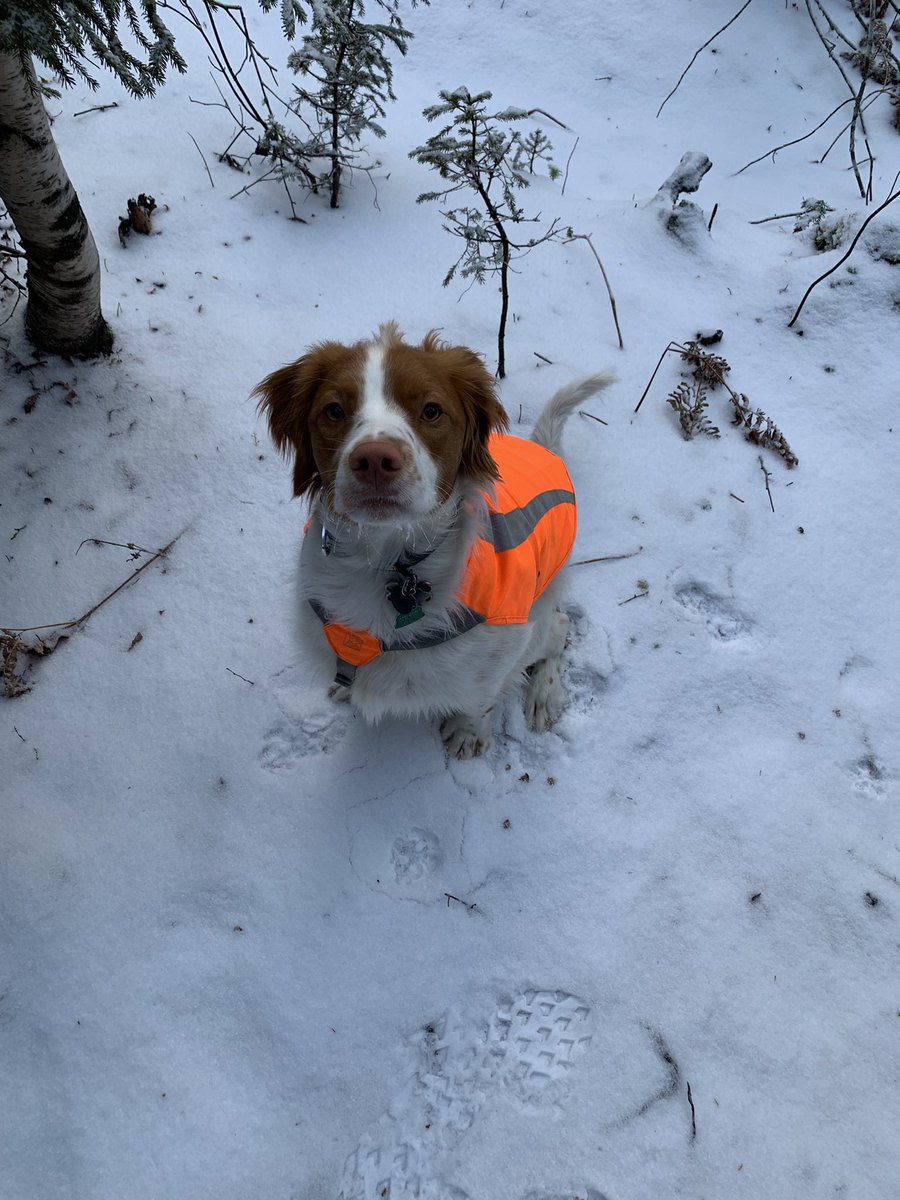 EmmaMatchett1's tweet photo. In the woods with Oz listening to Roman Mars telling me it will all be alright in end is exactly what I needed from Christmas vacation ❄️ https://t.co/tlsuHSYpQl